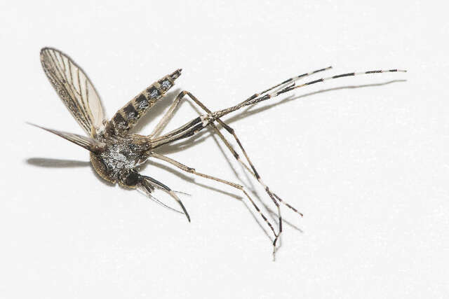 Image de Aedes sollicitans (Walker 1856)