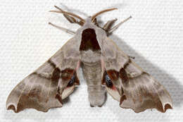 Image of Twin-spotted Sphinx