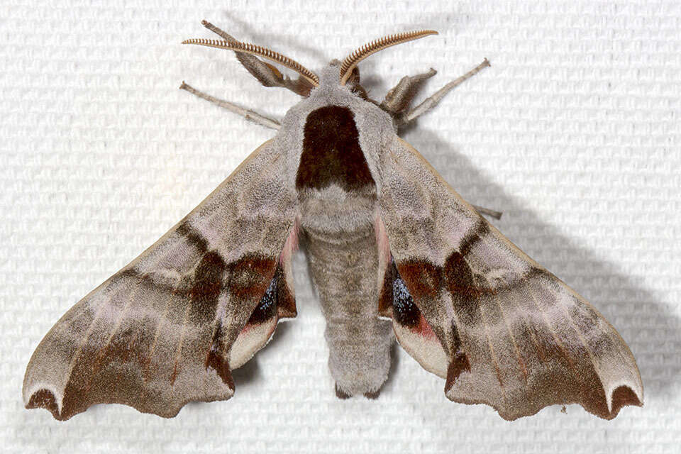 Image of Twin-spotted Sphinx