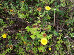 Image of Pulicaria dysenterica subsp. dysenterica