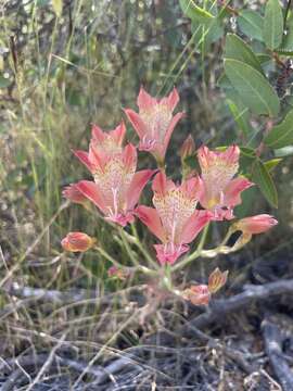 Image of Alstroemeria hookeri Sweet