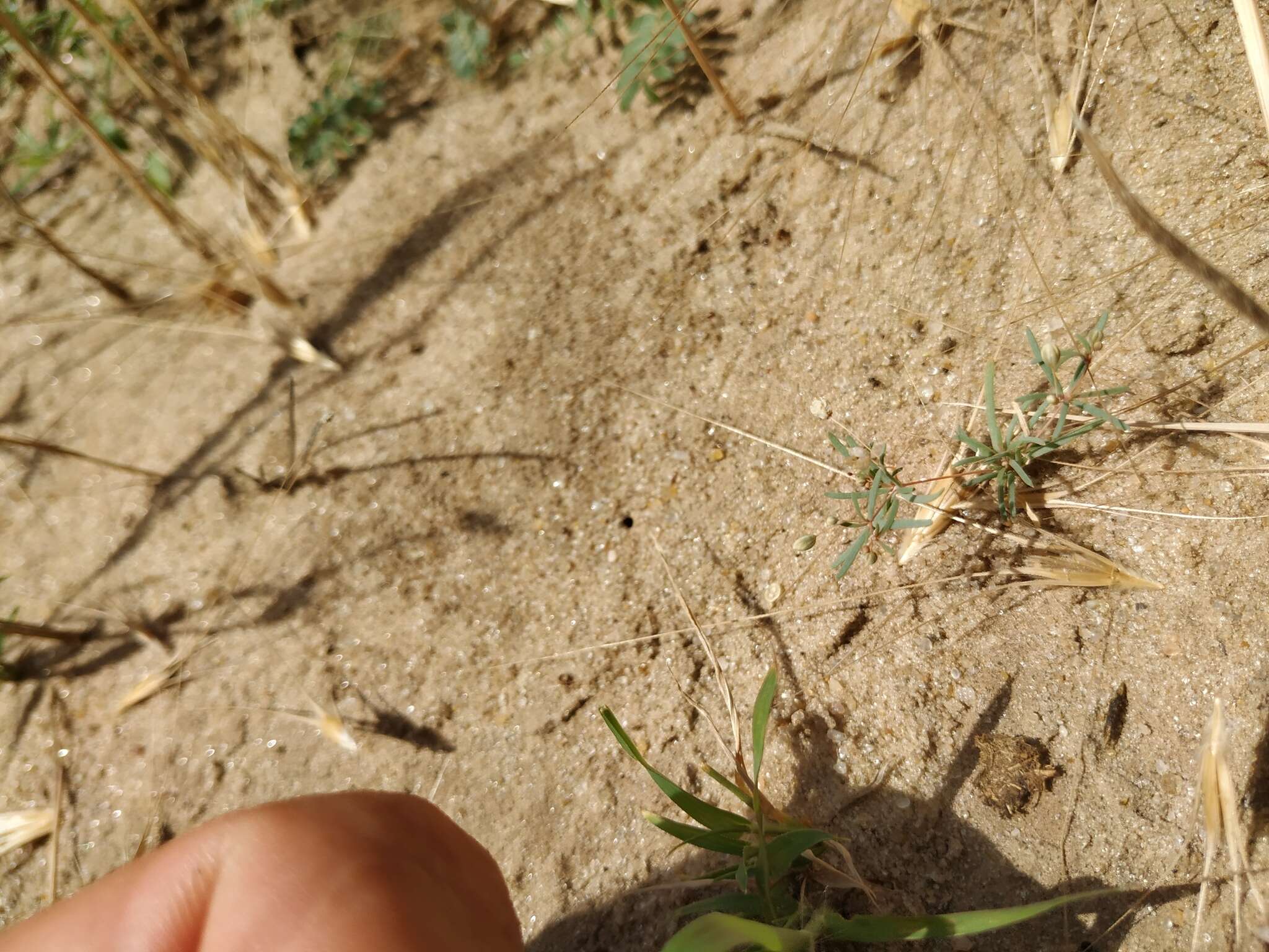 Image of Thread-Stem Carpetweed