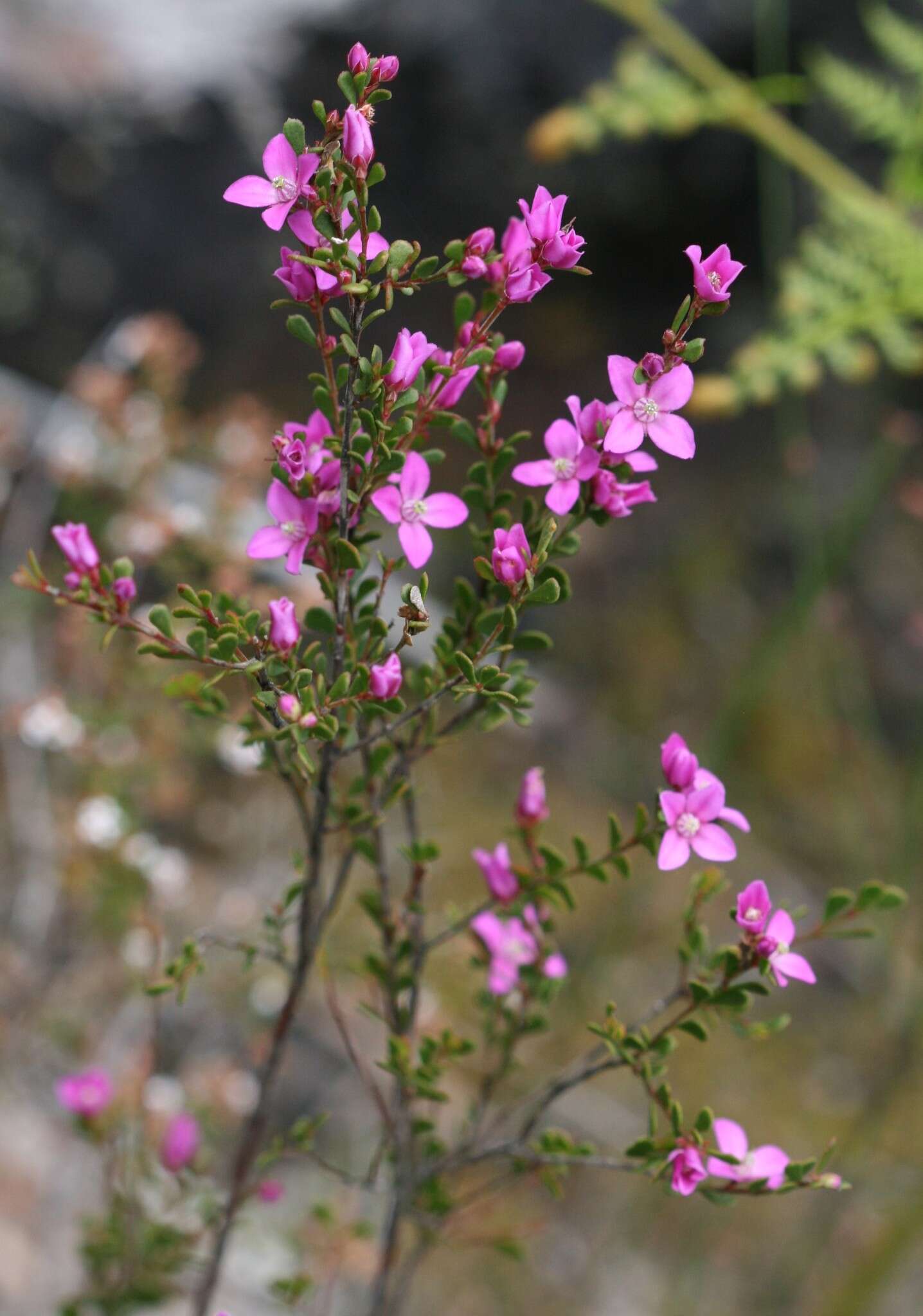 Image of Boronia crenulata Sm.