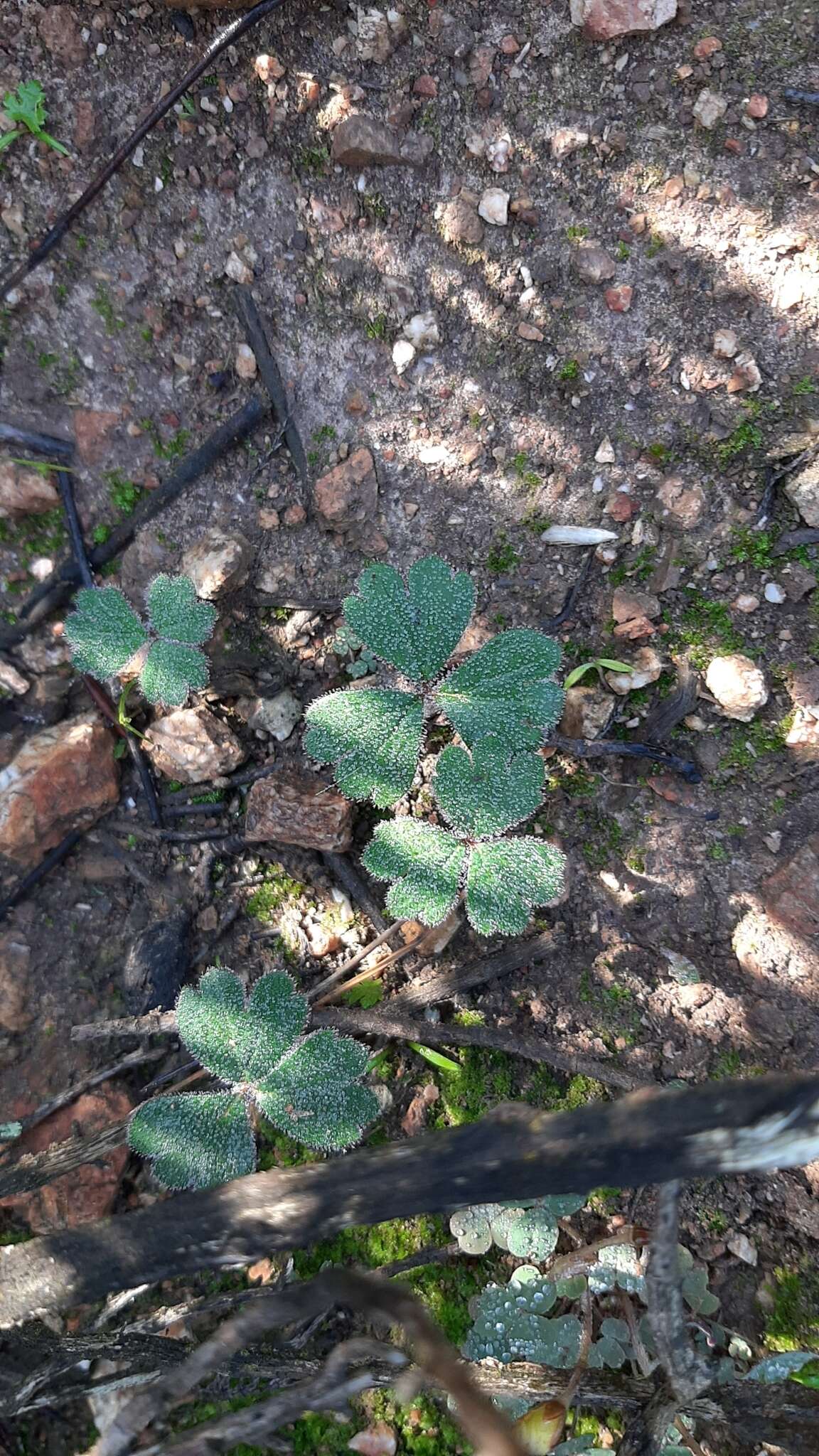 Image of Pelargonium ternifolium P. J. Vorster