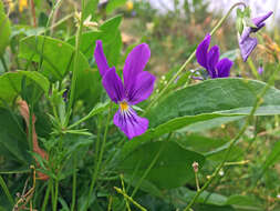 Image of <i>Viola lutea</i> var. <i>westfalica</i> A. A. H. Schulz