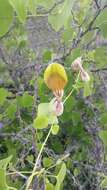 Image of Aristolochia argentina Griseb.