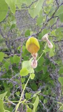 Image de Aristolochia argentina Griseb.