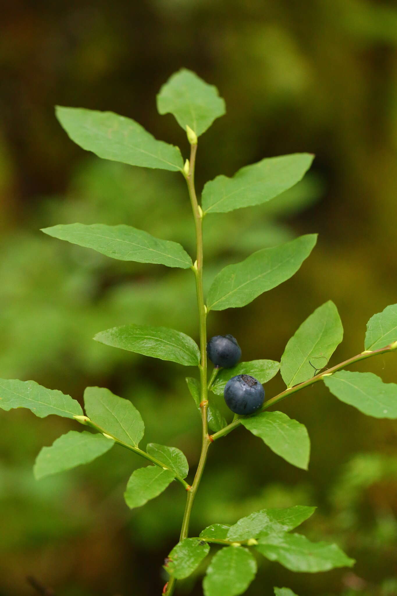 Image de Vaccinium alaskaense Howell