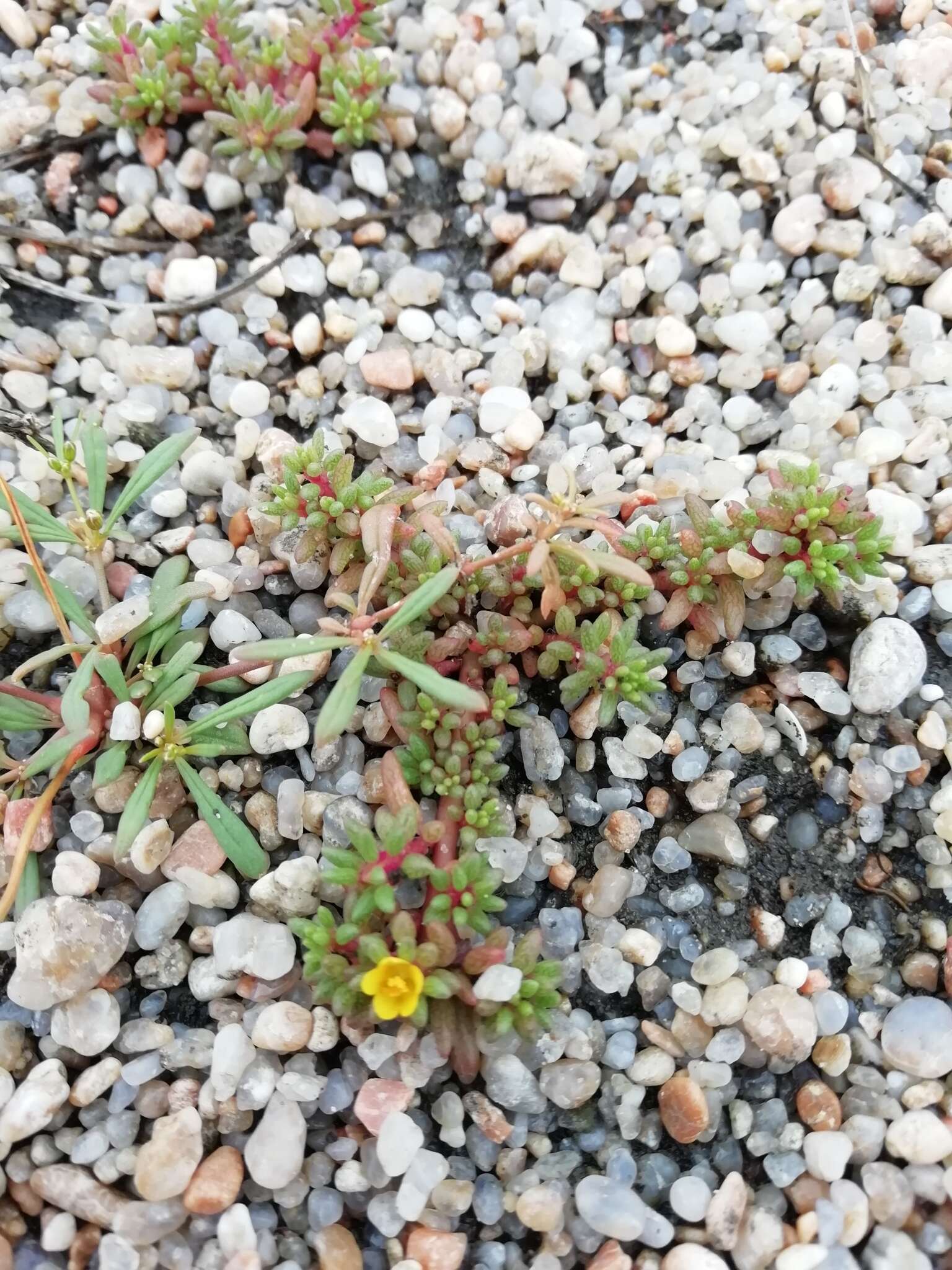 Image of Portulaca papulosa Schltdl.