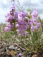 Image of fuzzytongue penstemon