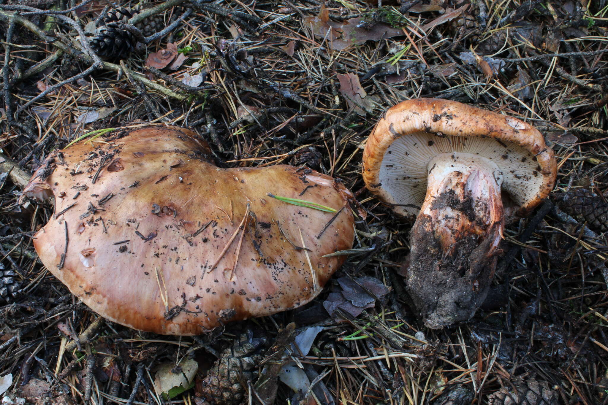 Image of Tricholoma colossus (Fr.) Quél. 1872