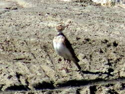 Image of Stark's Lark