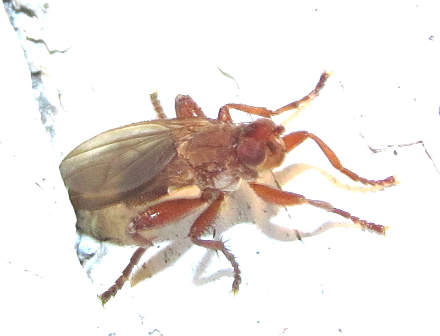 Image of Lutomyia spurca Aldrich 1922