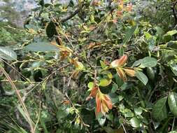 Image of sea bilberry