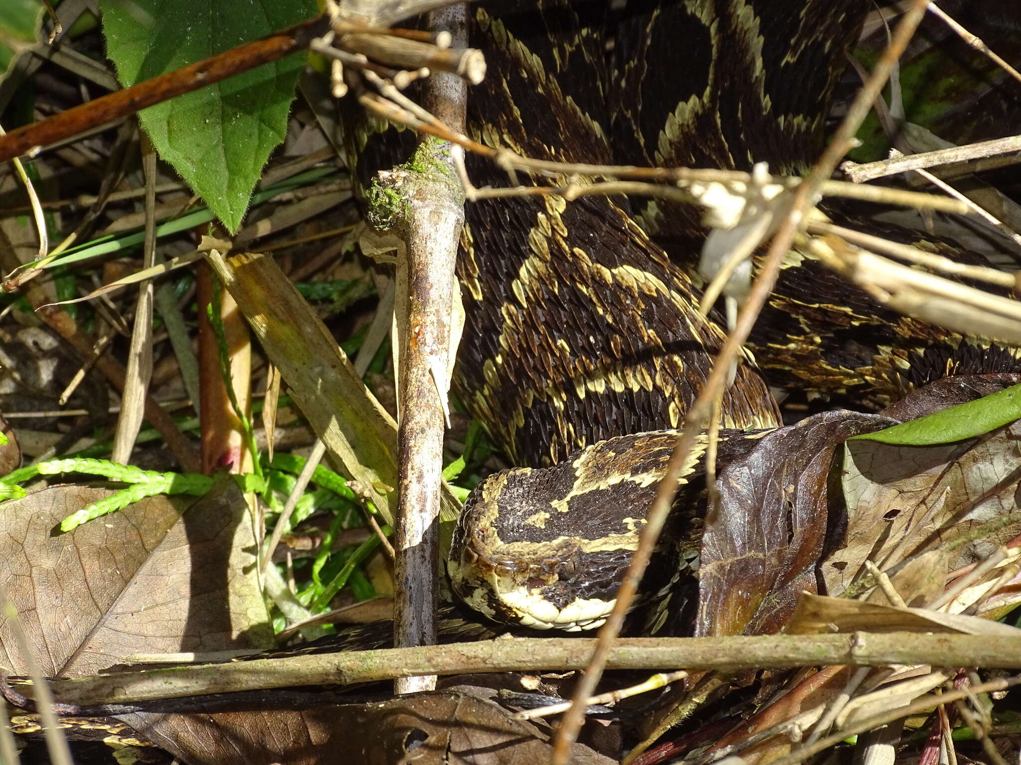 Слика од Bothrops fonsecai Hoge & Belluomini 1959