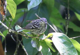 Image of Arrowhead Warbler