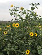 Image of Texas sunflower