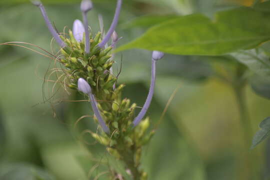 Pseuderanthemum graciliflorum (Nees) Ridl.的圖片