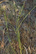 Image of Thysanotus arbuscula Baker