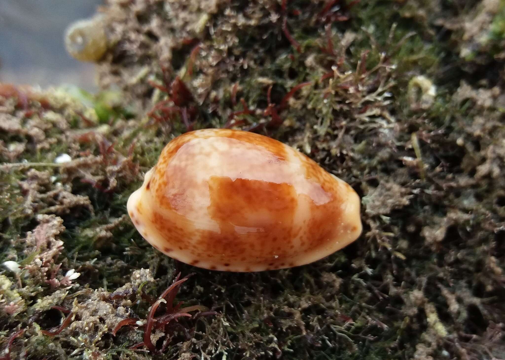 Image of Notocypraea piperita (Gray 1825)