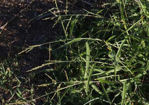 Plancia ëd Brachiaria fasciculata (Sw.) Parodi