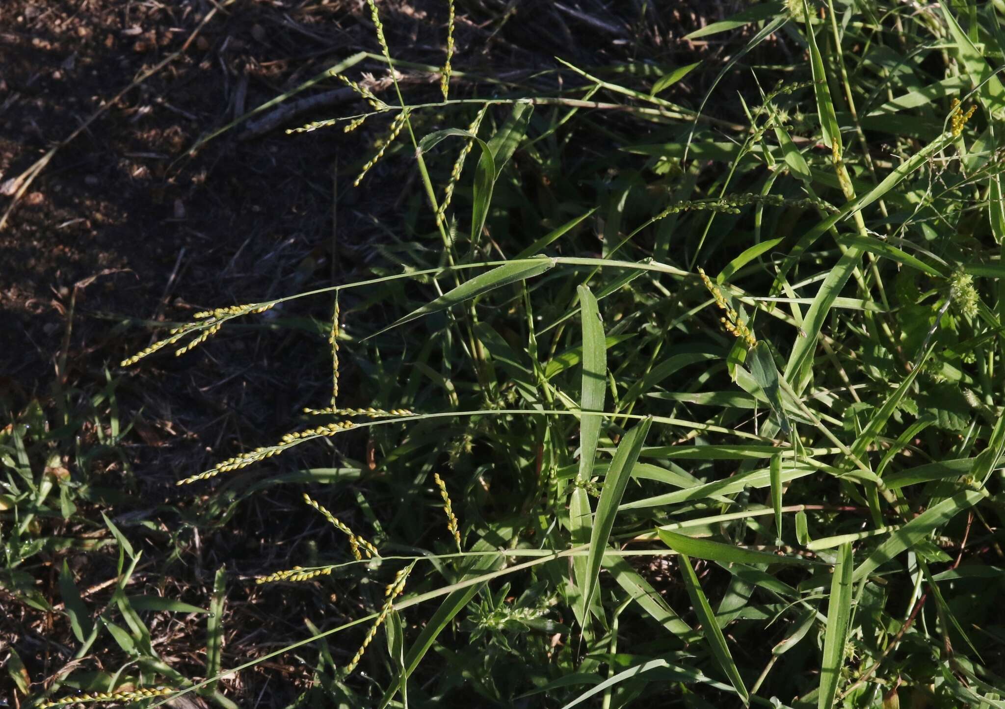 Image of Brown-Top Liverseed Grass