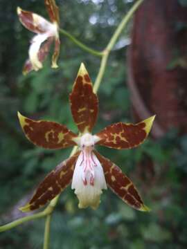 Image of Oncidium maculatum (Lindl.) Lindl.