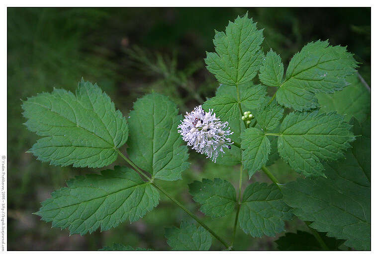 Image of Baneberry