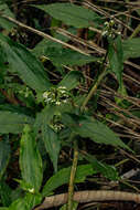 Image of Stanfieldiella imperforata (C. B. Clarke) Brenan