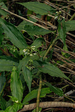 Image of Stanfieldiella imperforata (C. B. Clarke) Brenan