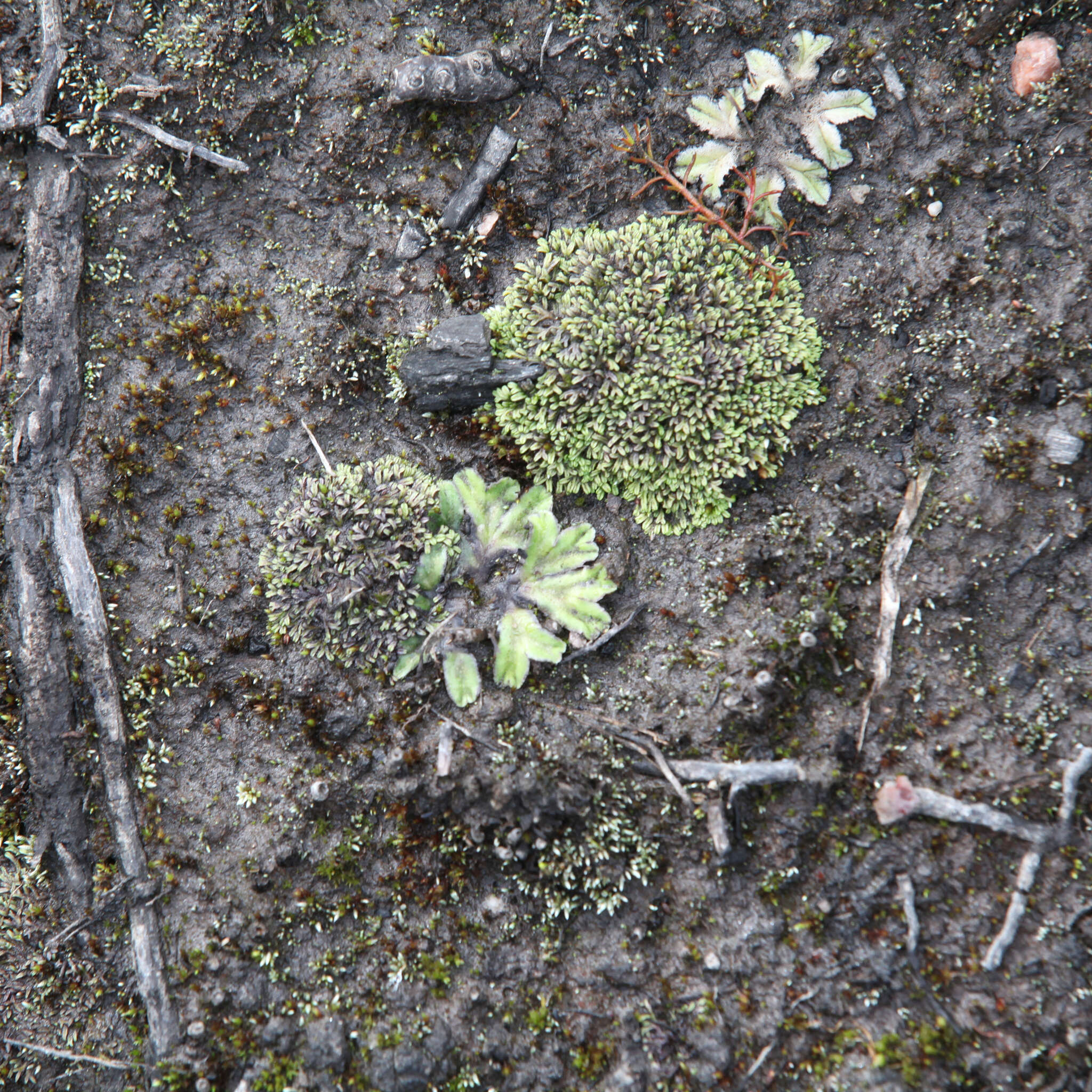 Image of Riccia multifida (Steph.) Steph.