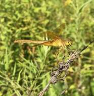 Image de Sympetrum uniforme (Selys 1883)