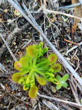 Imagem de Drosera rupicola (N. G. Marchant) Lowrie