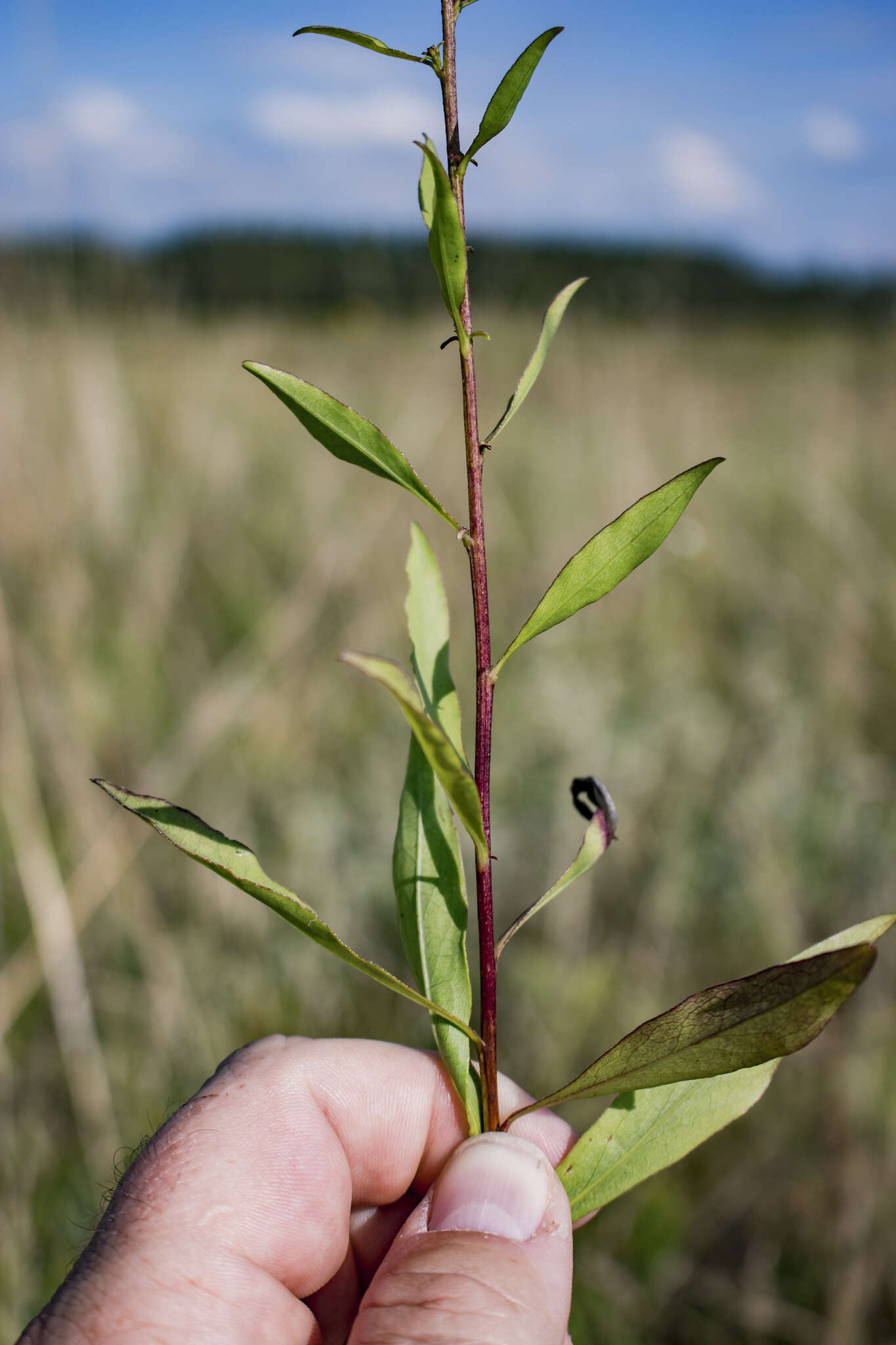 Image of showy goldenrod