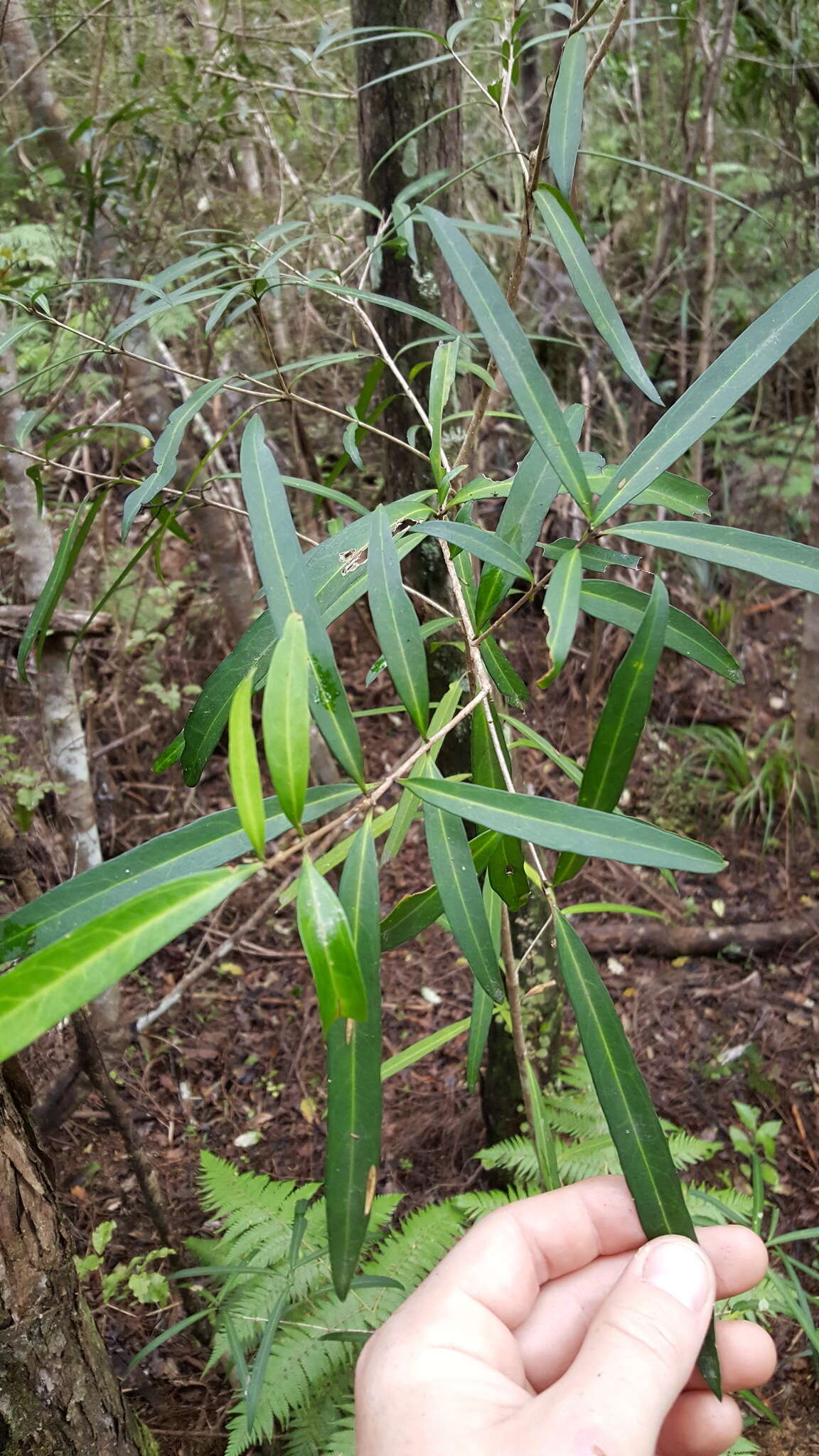 Image of Nestegis lanceolata (Hook. fil.) L. A. S. Johnson