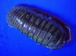 Image of Isopod