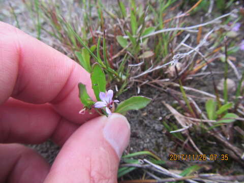 Image of Lobelia anceps L. fil.