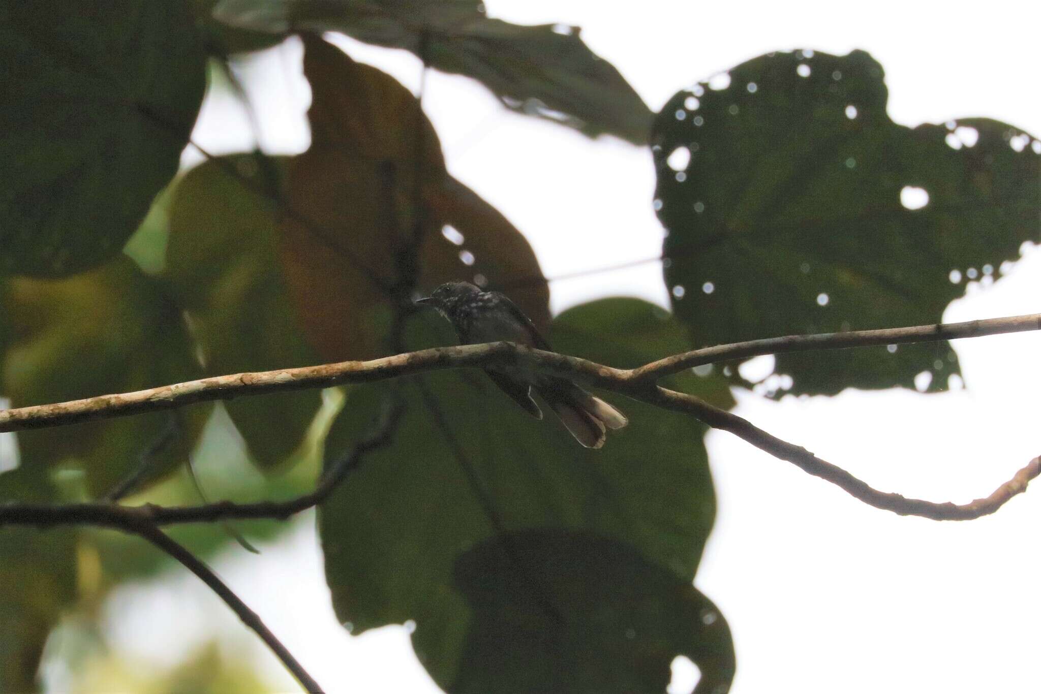 Image of Spotted Fantail