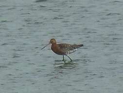 Image of Limosa limosa islandica Brehm & CL 1831