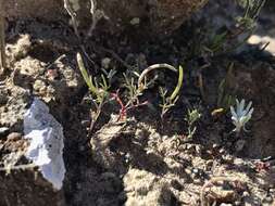 Image of Santa Cruz Island winged rockcress