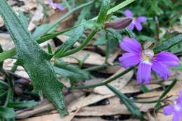 Слика од Scaevola ramosissima (Smith) K. Krause