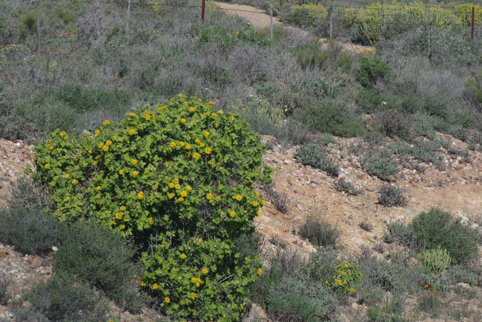 Image of Didelta spinosa (L. fil.) Ait.