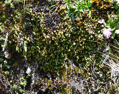 Imagem de Elaphoglossum ovatum (Hook. & Grev.) Moore