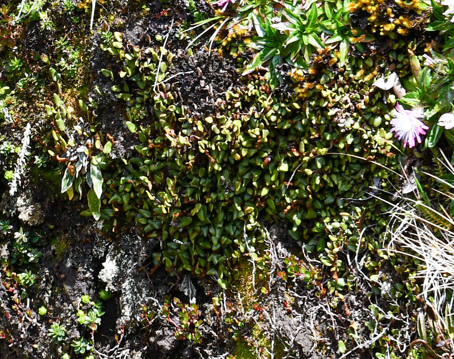 Imagem de Elaphoglossum ovatum (Hook. & Grev.) Moore