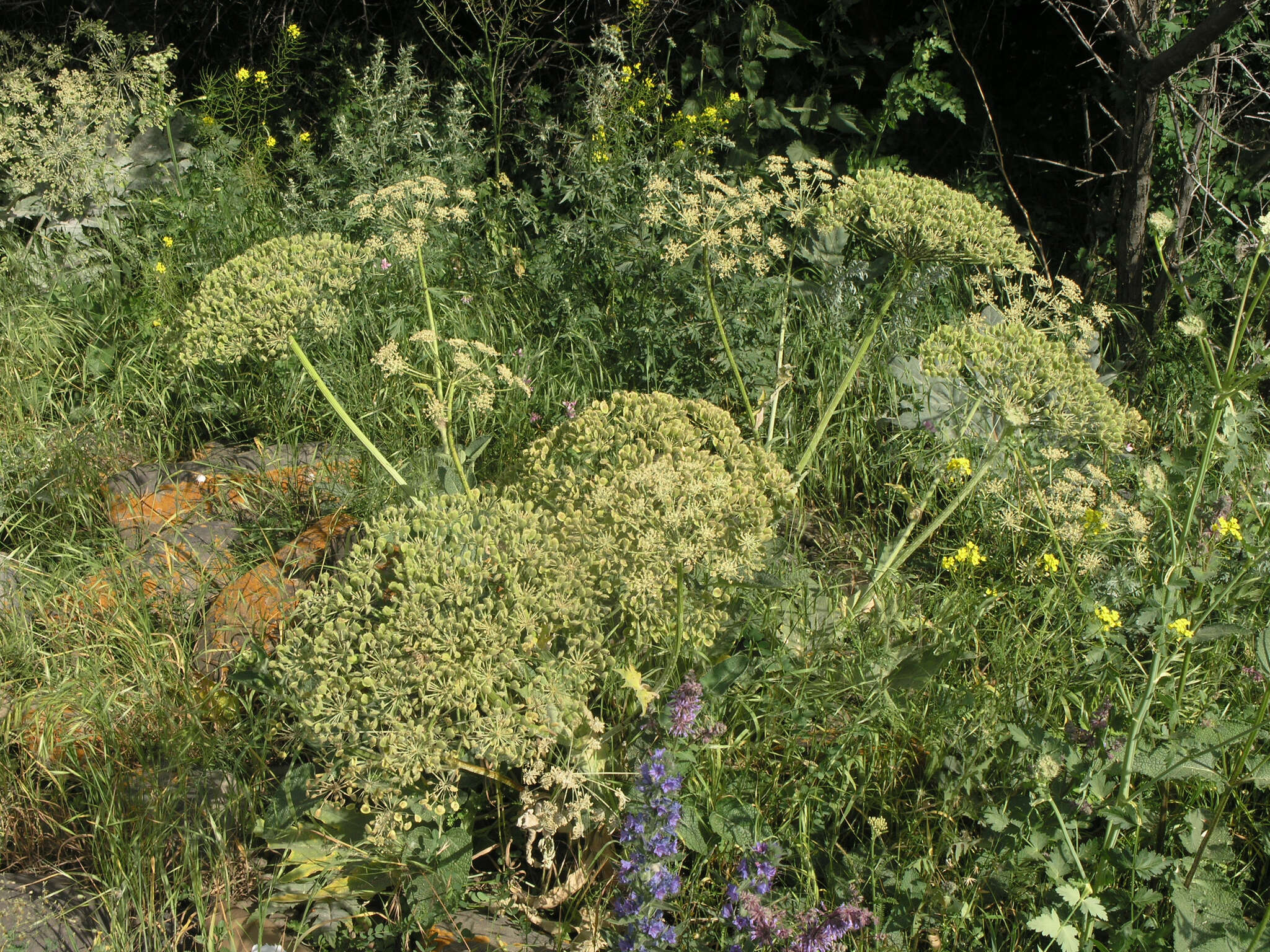 Image of Heracleum grandiflorum Stev. ex Bieb.