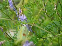 Image of Gonepteryx amintha (Blanchard 1871)