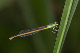 Image of Ischnura rufostigma Selys 1876