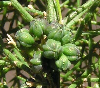 Image of Asparagus oliveri (Oberm.) Fellingham & N. L. Mey.