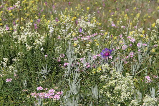 Image of Centaurea fuscomarginata (K. Koch) Juz.