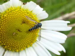 Image of Helle longirostris (Hudson 1892)